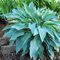 Хоста  'Октобер Скай' /                           Hosta  hybride  'October Sky'